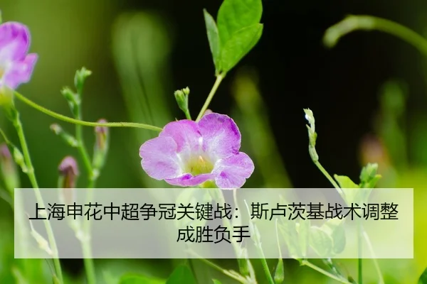 shang-hai-shen-hua-zhong-chao-zheng-guan-guan-jian-zhan-si-lu-ci-ji-zhan-shu-tiao-zheng-cheng-sheng-fu-shou-3-916.jpg